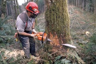 WSA: Geodeta nie odpowiada za wycinkę drzewa